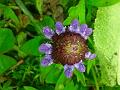 Common Self-Heal